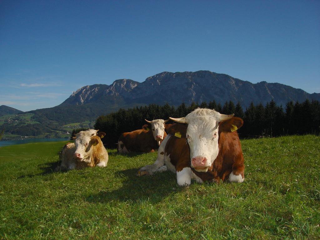 Ferienhof Margarethengut Unterach am Attersee Esterno foto